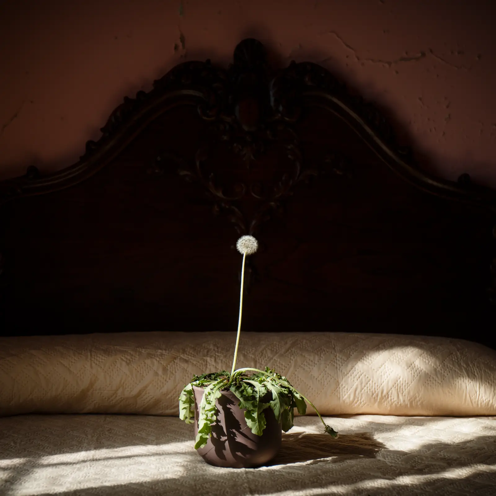 “Origen, 01”, photograph by David Catá