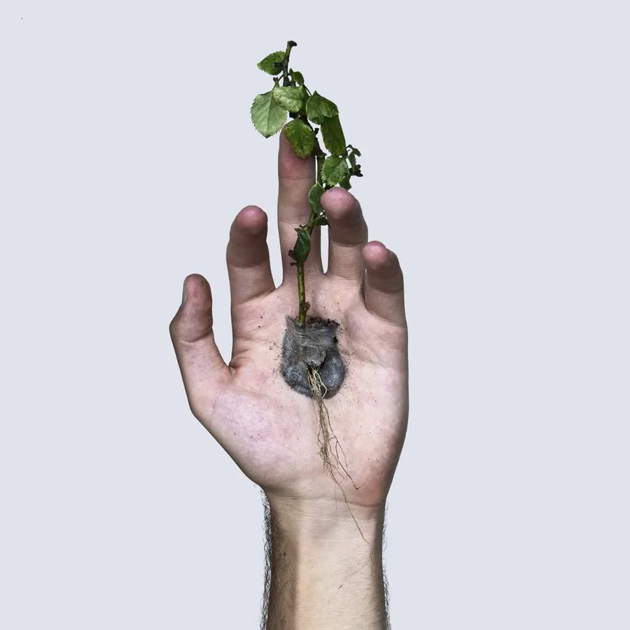 Raíces — David Catá