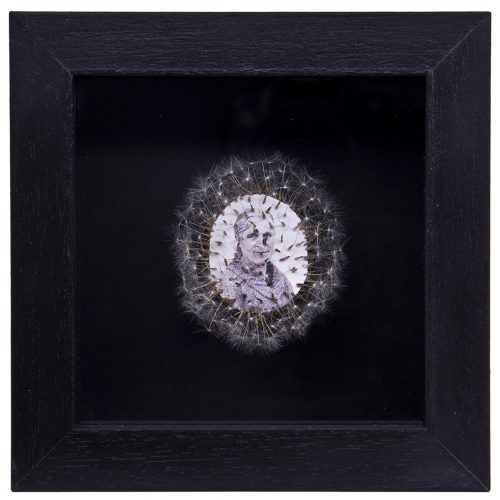 Déjame volar, 01. 
Vitrina de 15 x 15 cm. Semillas de dientes de león y fotografía. 
2013