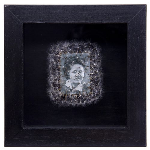 Déjame volar, 08. 
Vitrina de 15 x 15 cm. Semillas de dientes de león y fotografía. 
2013