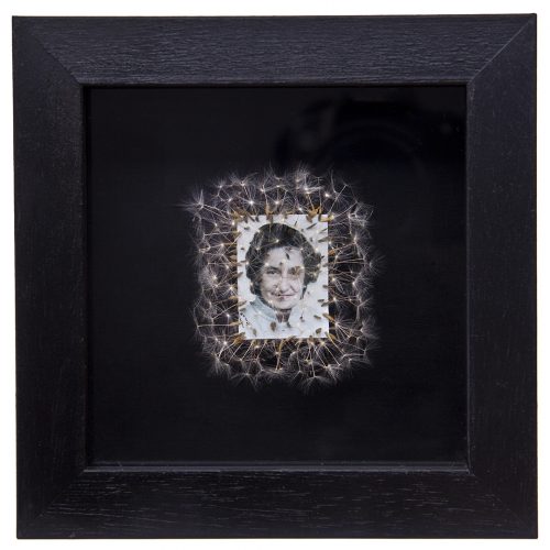 Déjame volar, 11. 
Vitrina de 15 x 15 cm. Semillas de dientes de león y fotografía. 
2013