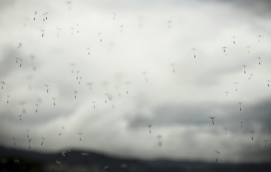 La vida tras la ventana, 03.