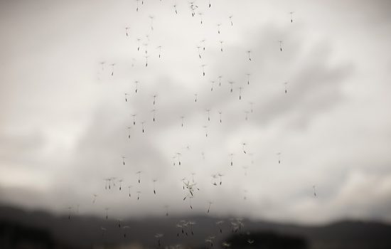 La vida tras la ventana, 06.